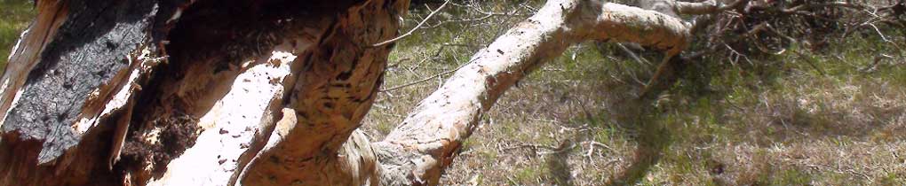 Banner - arbol
