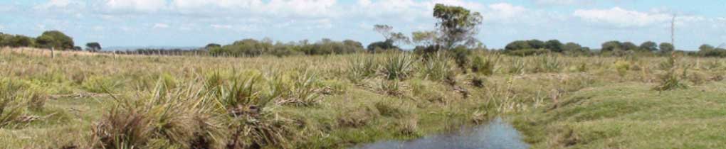 Banner - arroyo
