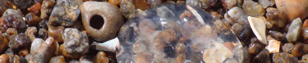 Banner - caracoles