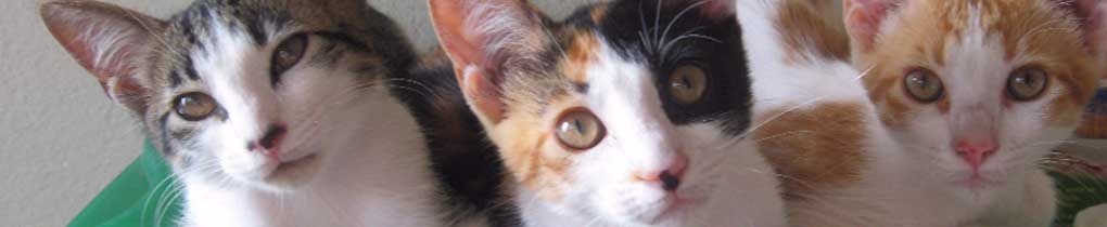 Banner - gatitos