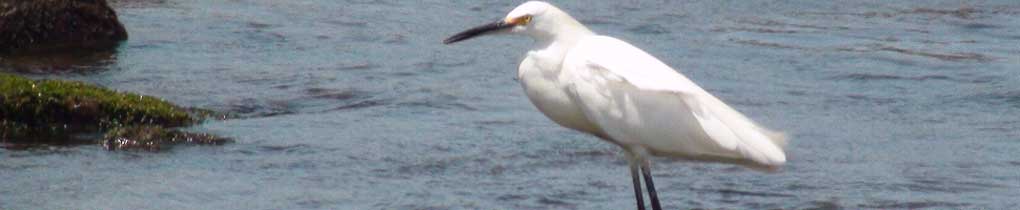 Banner - grulla