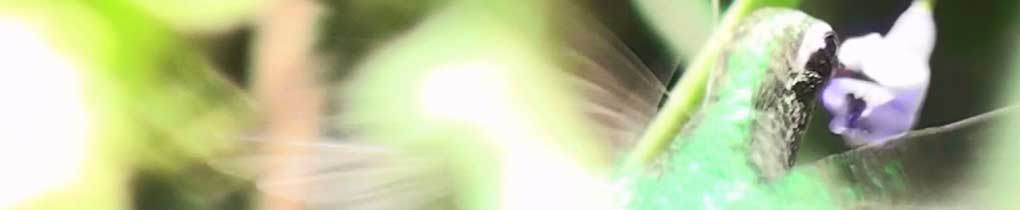 Banner - hummingbird-1