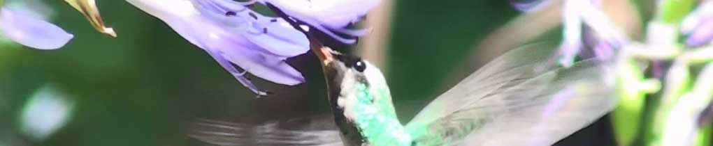 Banner - hummingbird