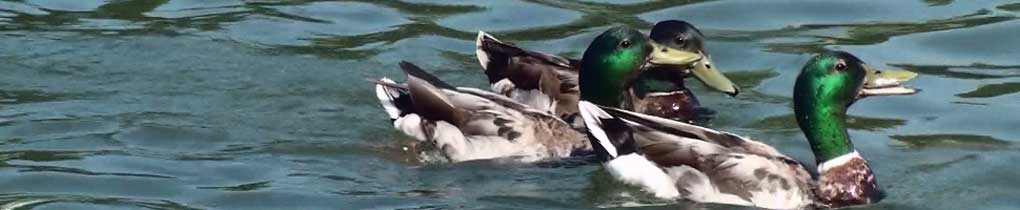 Banner - patos