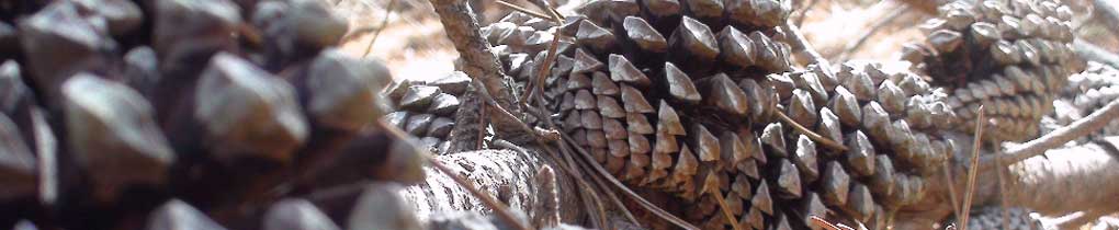 Banner - pinias