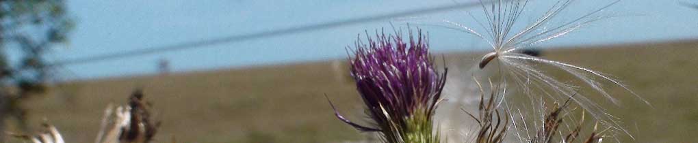 Banner - seed