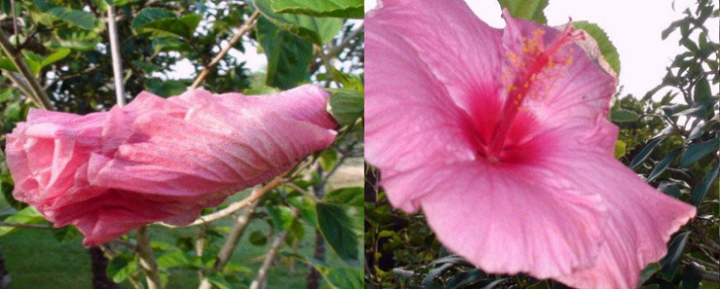 flores