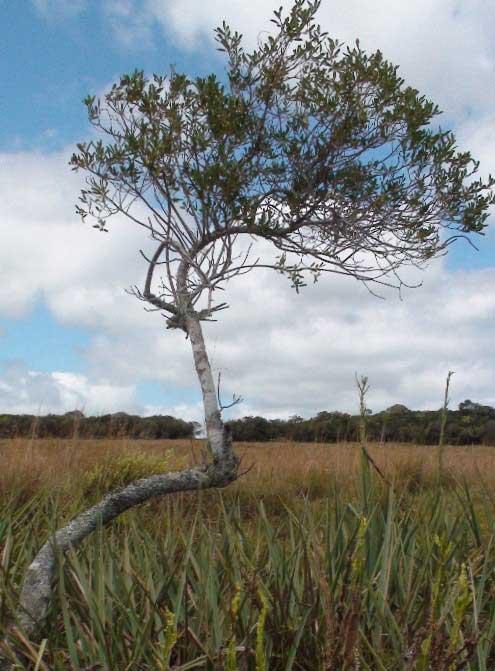 Arbol